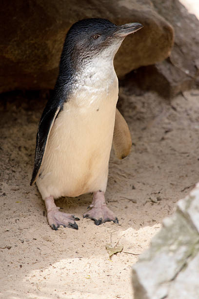istock the fairy penguin is a black and white bird that cannot fly 2233104631