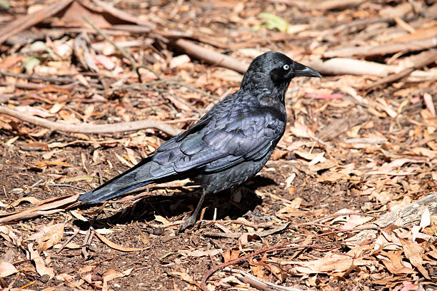 istock this is a side view of an Australian Raven walking 2233105309