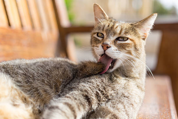 Brown tabby cat grooming itself with its tongue, Republic of Malta