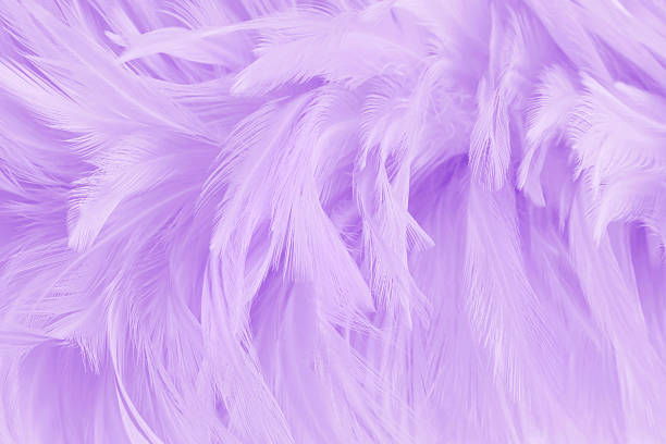 istock Purple pastel color bird feather pattern texture for background and design. 2233105918