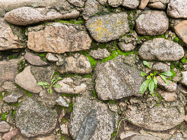 Close-up of moss and weeds growing on an old stone wall, creating a textured, natural background