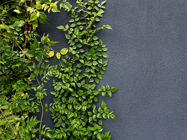 istock Green creeper plant growing on gray wall creates beautiful contrast 2233106022