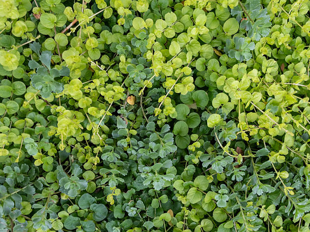 Close-up of a mix of vibrant green ground cover plants creating a lush, textured carpet