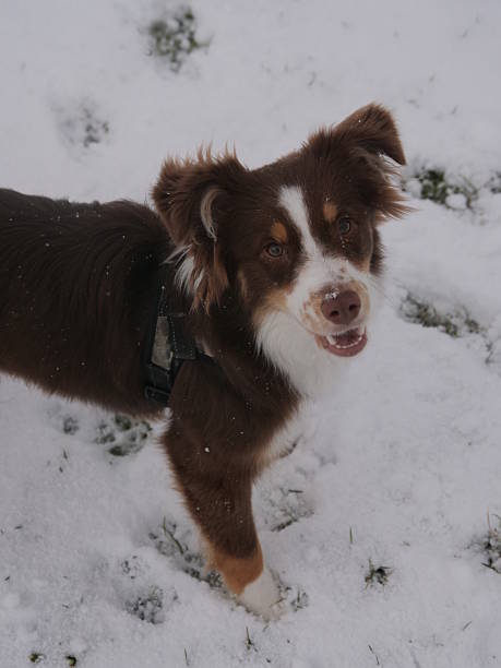 istock Brown and white dog is standing in the snow 2233106888
