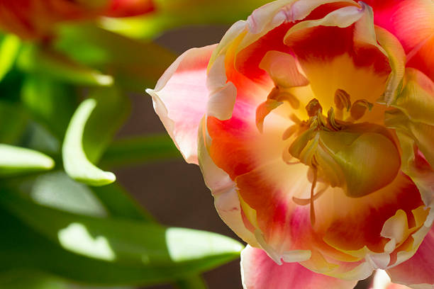 pink tulip on a blurred background. side view, close-up, natural daylight. life style