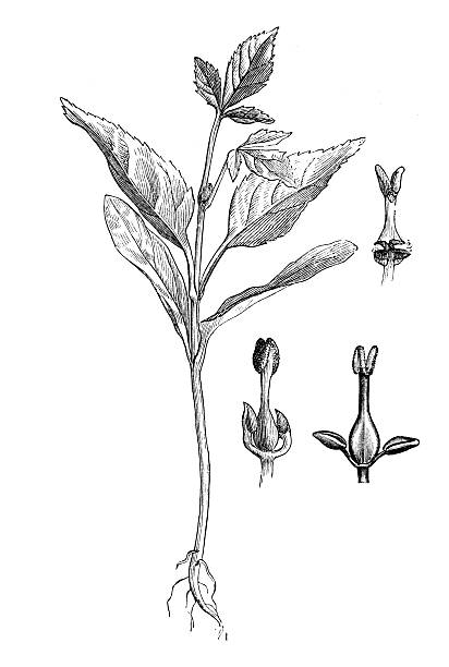 Fraxinus excelsior, known as the ash, or European ash or common ash ,seedling plant.