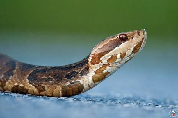 istock Florida Cottonmouth- Osceola County 2233109829