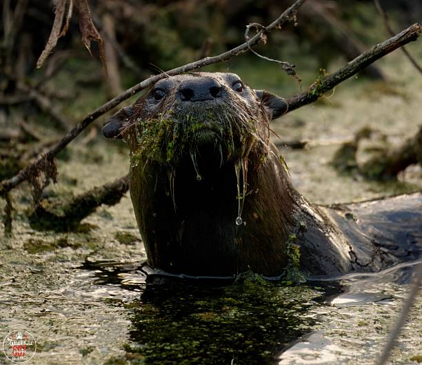 Asian small clawed otter (Aonyx cinerea) under water