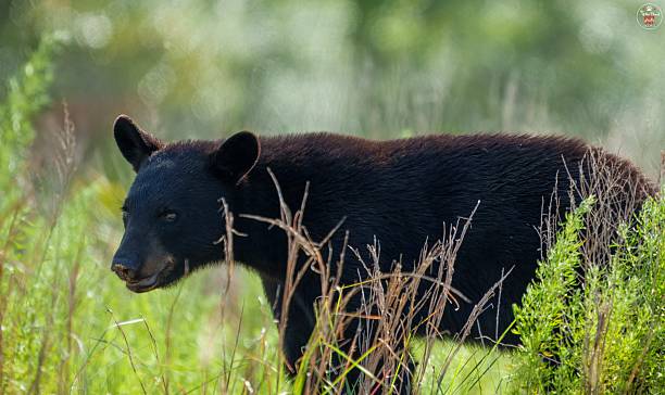 A Florida Black Bear side profile in Ocala National.