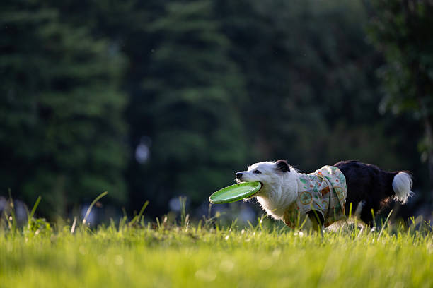 As the sun sets in the west, there is a border collie playing with a frisbee in the pet park.