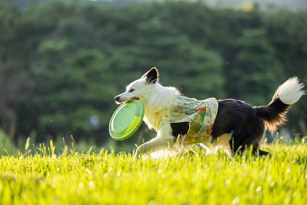 Border Collie running towards camera retrieving frisbee.