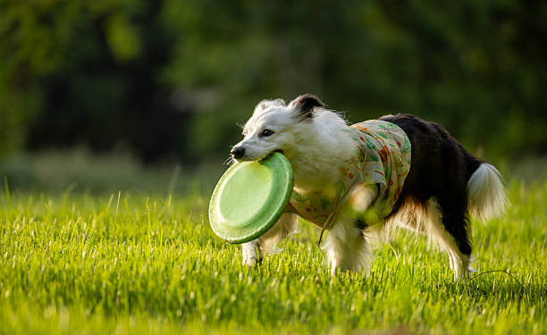 As the sun sets in the west, there is a border collie playing with a frisbee in the pet park.