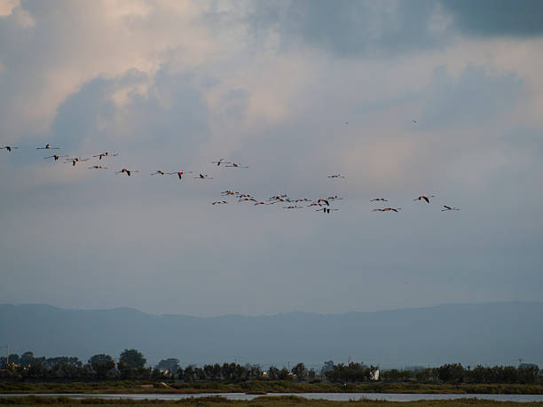 istock flamingos in the Ebro Delta 2233110969