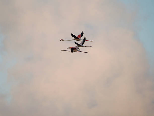 istock flamingos in the Ebro Delta 2233111030
