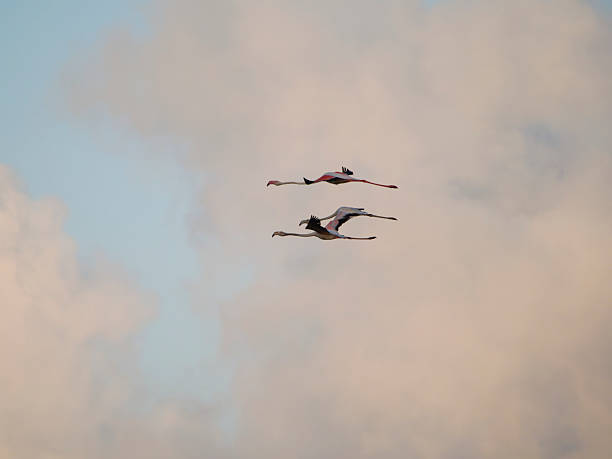 istock flamingos in the Ebro Delta 2233111031