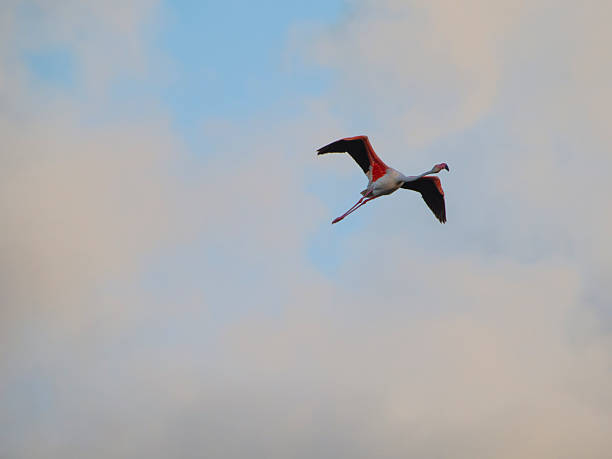 istock flamingos in the Ebro Delta 2233111041