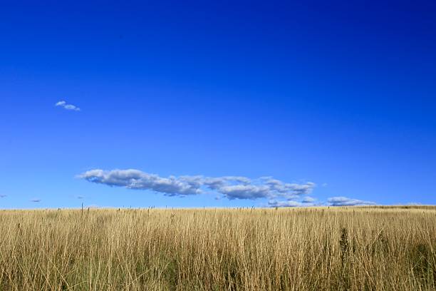 Rural beef grazing property in regional Australia with a green field and blue sky.