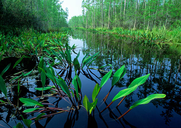A close-up photograph of plant life in the Okefenokee Swamp