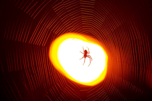 A spider is seen silhouetted in its intricate web, catching the warm glow of sunset light filtering through.