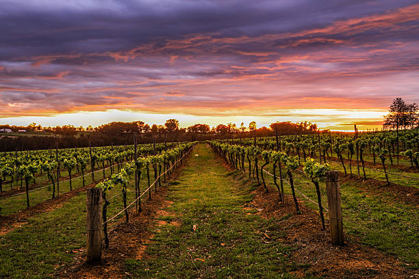 istock Dramatic colorful sunrise over Hunter Valley Vineyard in Australia 2233113448