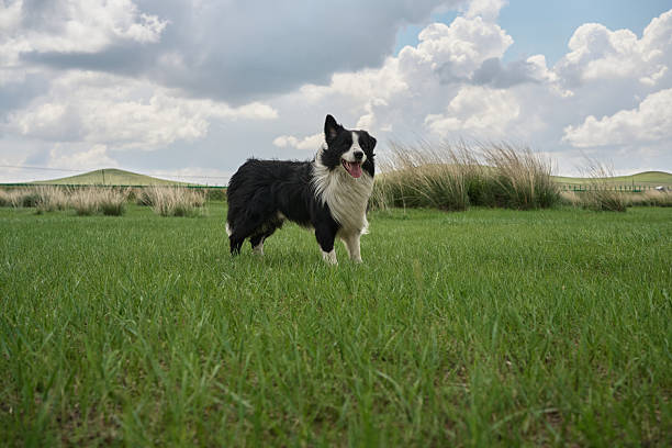 dog in grassy field, beautiful natural landscape, rolling hills, cloudy sky, outdoor adventure, playful pet, energetic canine, vibrant colors, tranquil scene, exploring nature