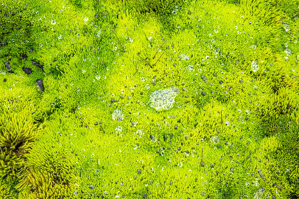 Bright green moss covers a volcanic terrain in Iceland, showcasing the unique flora of the region. This lush vegetation thrives in the harsh environment, creating a striking natural pattern.