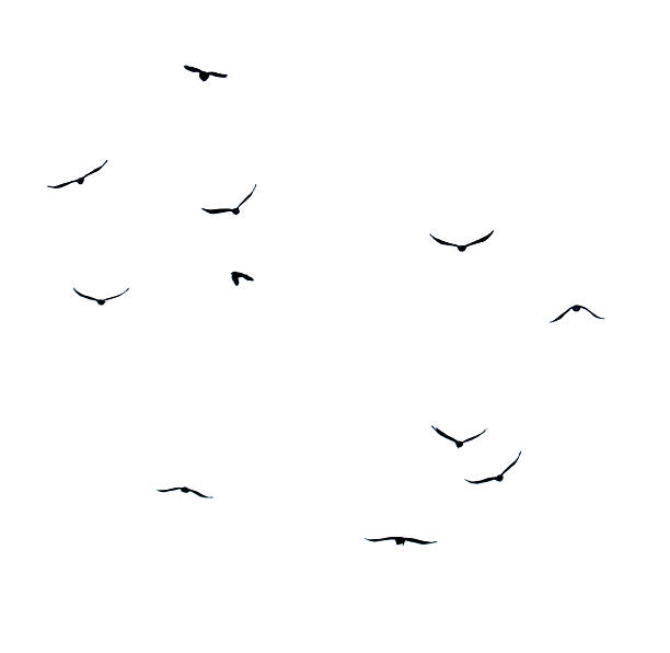 istock A flock of birds flying in the sky 2233115312