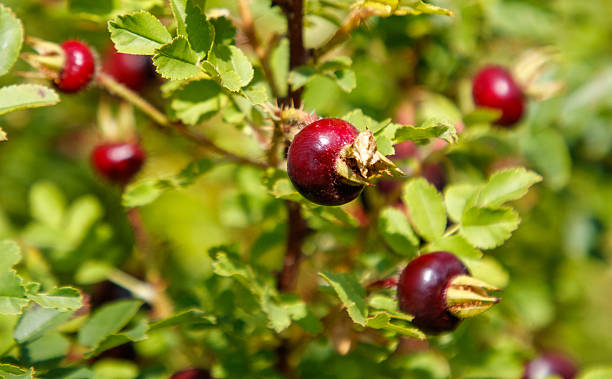 istock Cluster of berries on a plant 2233115587