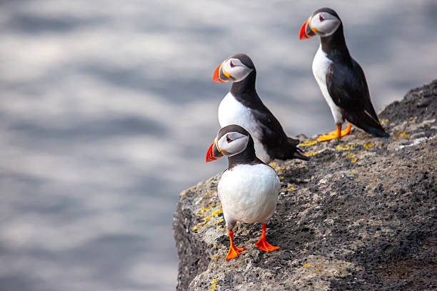 istock Puffins perched on rocky shore in Iceland during summer 2233116447