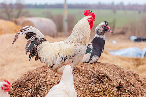 village chicken eggs color eating seeds