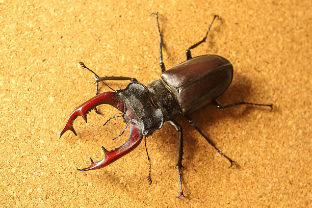 A large stag beetle displays its striking features, including prominent mandibles, on a cork surface.