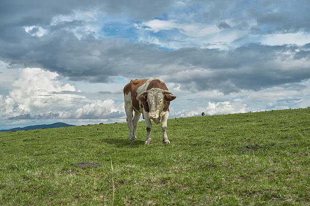 A Single Brown and White Cow Stands on a Rolling Green Hill Under a Dramatic Cloudy Sky