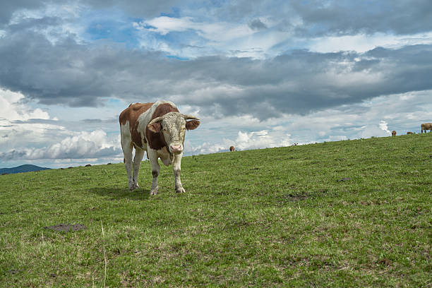 Young Cattle Grazing on a Lush Green Pasture Under a Dramatic Sky