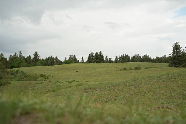 A vast green meadow stretches towards a dense forest under a cloudy sky