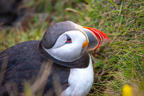 istock Puffin resting on grassy terrain in Iceland during the daylight hours 2233120221
