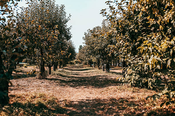istock Lush orchard pathway inviting visitors to explore natures beauty on a sunny day 2233122725