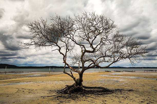 Storm approaching to Driftwood beach, Jekyll Island, Georgia.