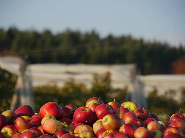 istock Pile of red apples on a table 2233125142