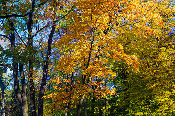 Golden autumn leaves glow under crisp sunlight as tall trees stretch toward a clear blue sky. Shadows dance across the forest floor, capturing the serene beauty of seasonal change