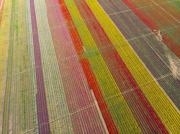 istock Aerial view of tulip fields 2233125367