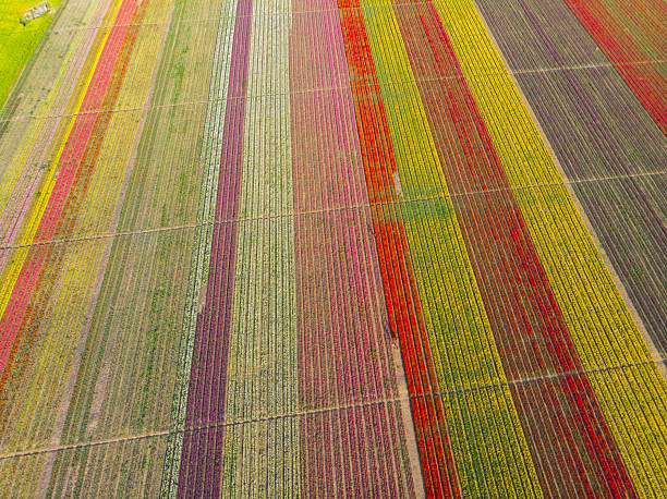 Aerial view of tulip fields
