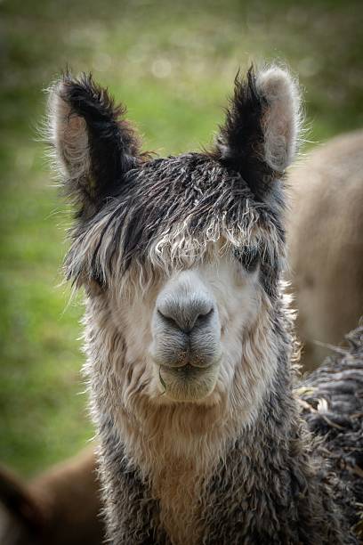 istock Close-up of a fluffy alpaca with a blurred background. 2233125939