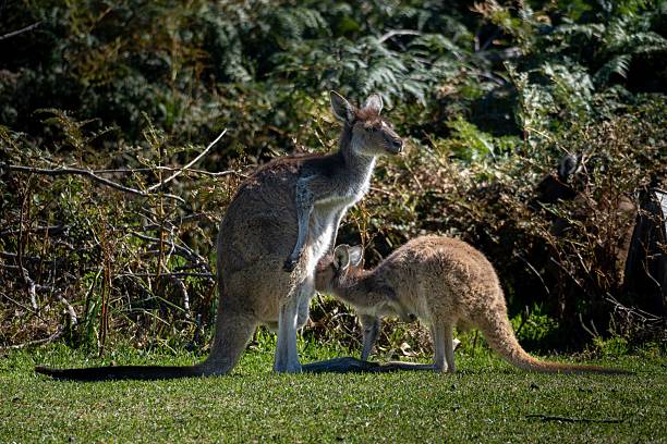 istock Kangaroo and Joey in Natural Habitat 2233125940