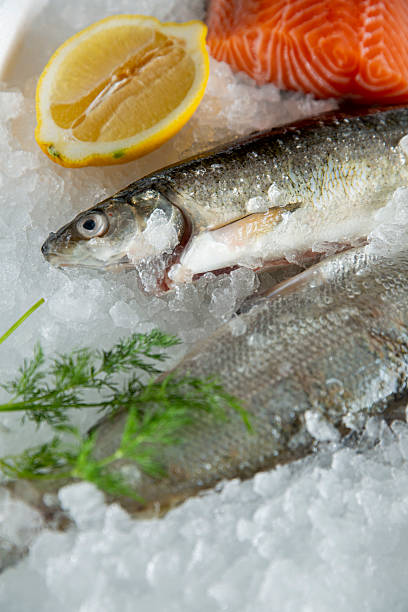 istock Whitefish and salmon fillets on ice with dill and lemon, elegant seafood composition under studio light, ideal for premium food market. 2233126000