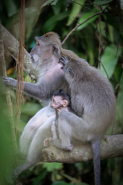 istock Macaque family bonding in the forest. 2233126126