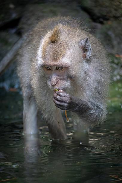istock Monkey in natural habitat observing surroundings. 2233126137