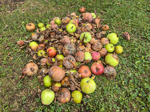 Heap of rotten fallen fruit apples in a meadow