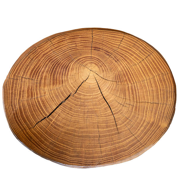 istock Cross section of tree trunk showing growth rings isolated 2233126398