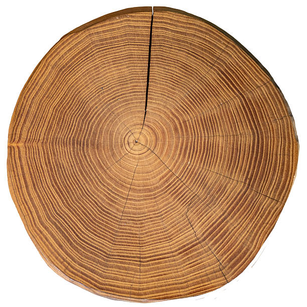 istock Cross section of tree trunk showing growth rings isolated 2233126408