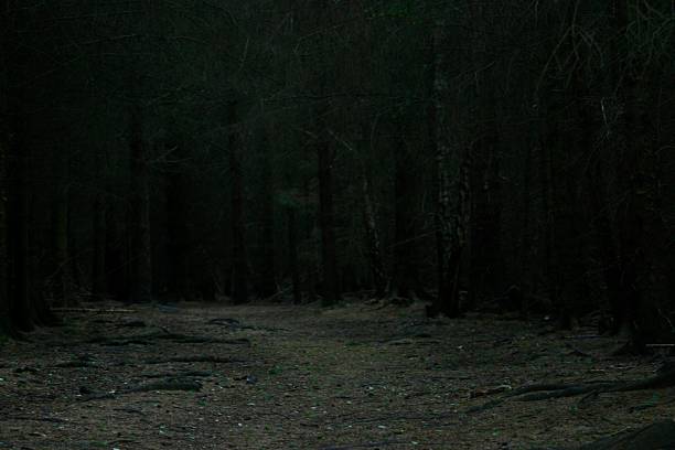 Dense forest scene with low-light setting evokes a serene, mysterious woodland atmosphere, perfect for nature, wilderness, or adventure themes.
